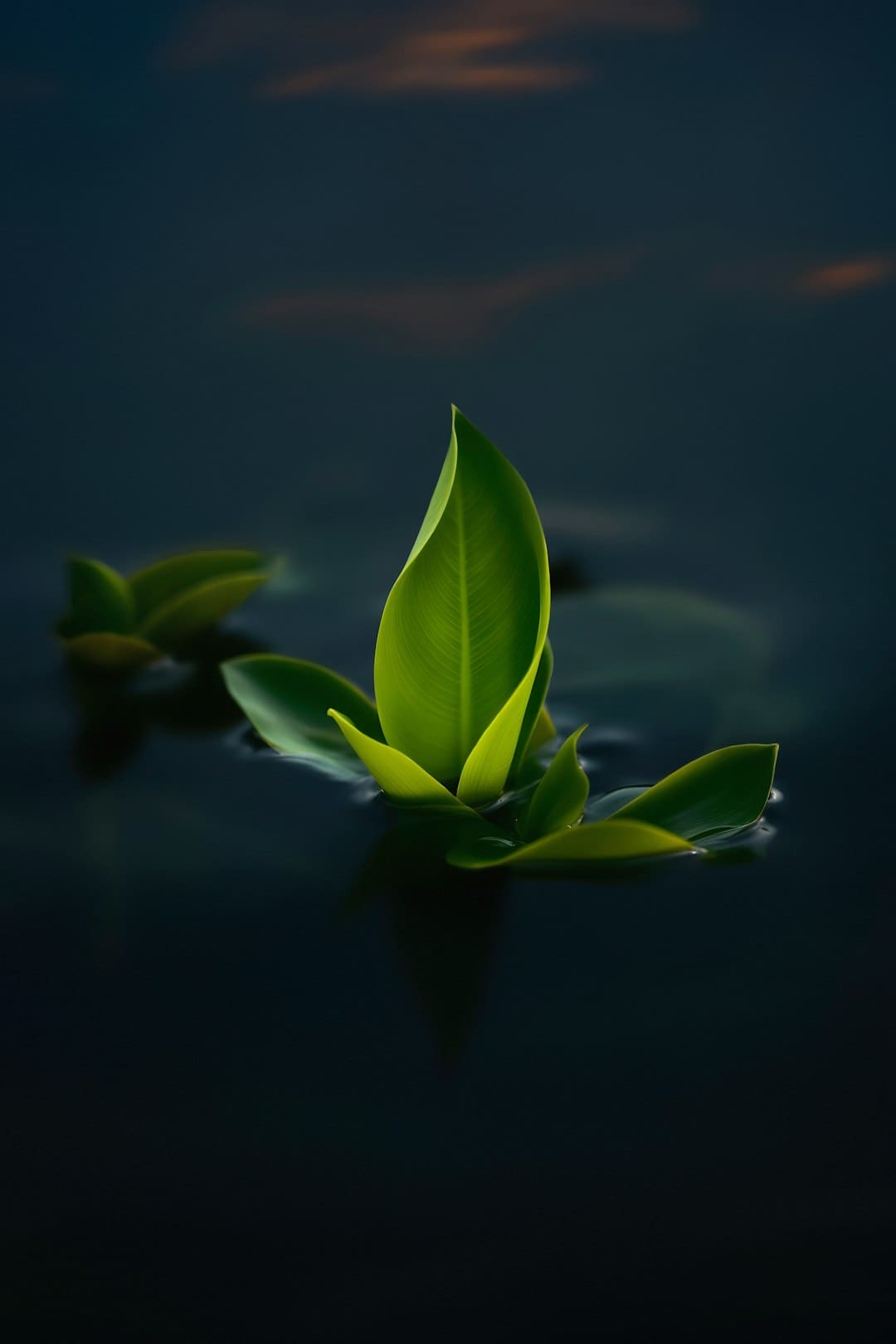 爱新觉罗·媚闪烁《亚洲新声》第二期 一首《Flowers》传递女人力气